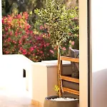 Horizon Kalymnos Hotel Myrties